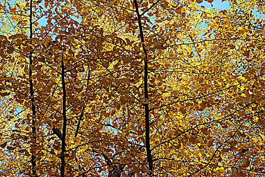 秋天金黄色的银杏树仰视图