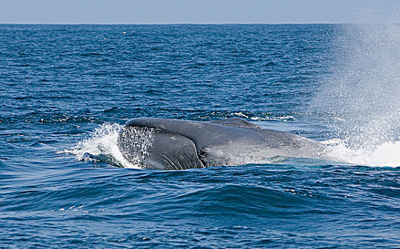 蓝鲸,平面,靠近,岛屿,下加利福尼亚州,墨西哥