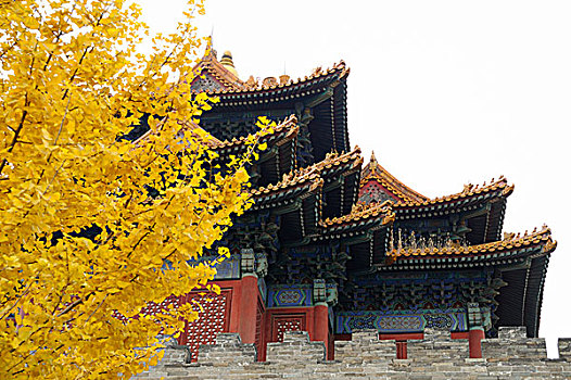 北京故宫,角楼,银杏