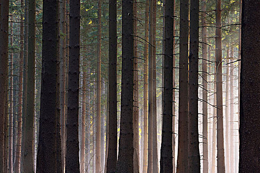 树林,阳光,阿姆罗巴赫,奥登瓦尔德,巴伐利亚,德国