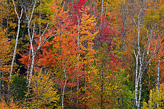 秋叶,奧瑟博河,区域,阿迪朗达克州立公园,纽约,美国