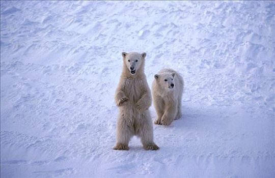 两个,北极熊,雪,苔原,丘吉尔市,曼尼托巴,加拿大