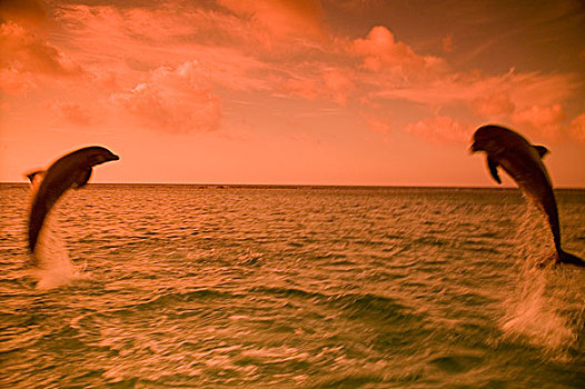 动感,摇摄效果,宽吻海豚,加勒比海