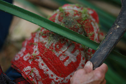 粽子-长条粽制作的材料