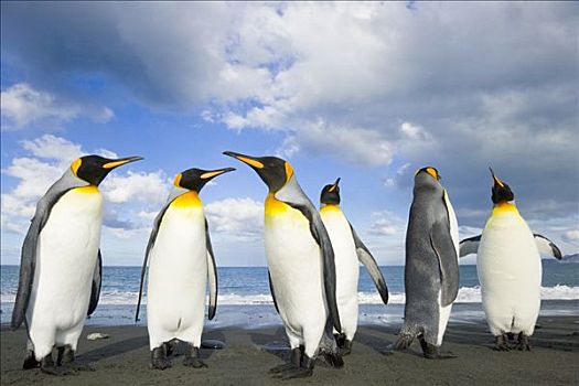帝企鹅,指向,长,砾石滩,秋天,金港,南乔治亚,南大洋,南极辐合带