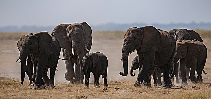 非洲大象016