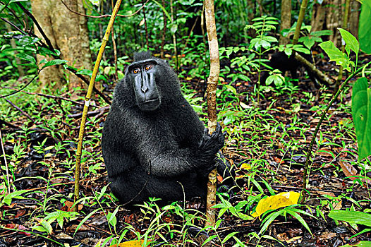 黑色,短尾猿,弥猴属,北方,苏拉威西岛,印度尼西亚