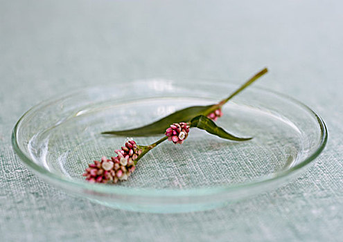 玻璃板,拿着,嫩枝,花,药草