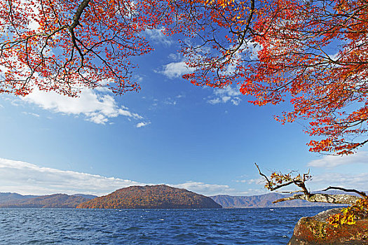 湖,秋天,彩色,树