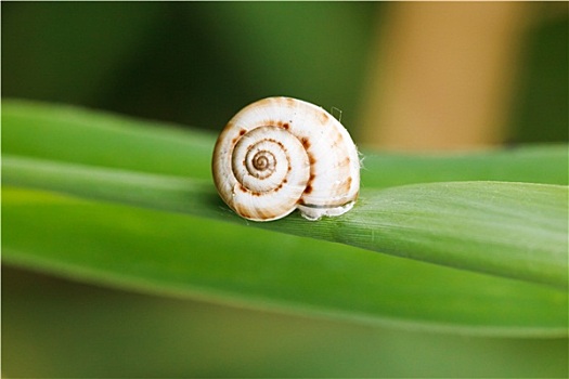 蜗牛,节茎植物,叶子