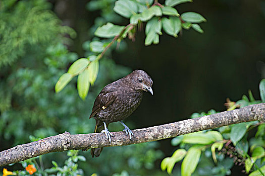 园丁鸟,西高地,巴布亚新几内亚,大洋洲