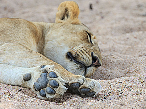 雌狮,狮子,睡觉,沙滩,河边,南卢安瓜国家公园,赞比亚,非洲