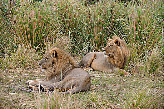 狮子,雄性,休息,高草,赞比西河下游国家公园,赞比亚,非洲