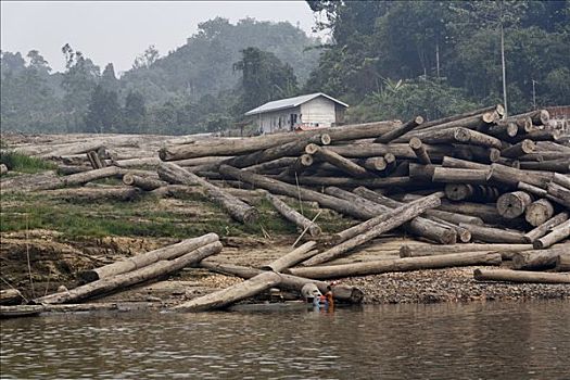 树,河,婆罗洲,印度尼西亚