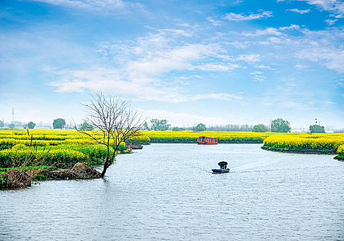 江苏省泰州市兴化市千垛景区垛田上的油菜花