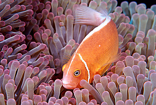 粉红海葵鱼,海葵