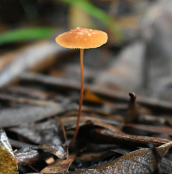 雨季