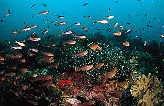 华美,海葵,公主海葵,珊瑚鱼,印度尼西亚