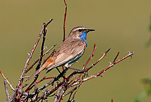 蓝喉歌鸲,成年,雄性,栖息,细枝,省,哈萨克斯坦,欧亚大陆