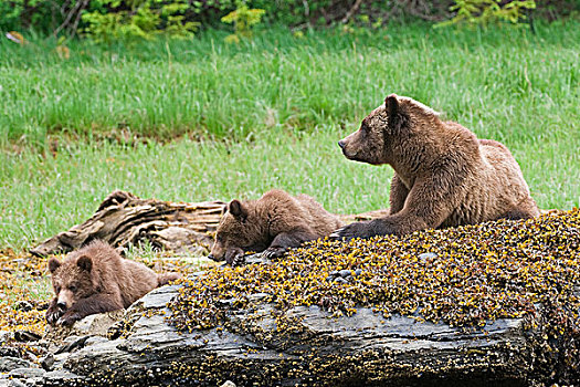母熊,棕熊,两个,幼兽,休息,上面,古老,登录,防护,保存,北方,王子,北海岸,不列颠哥伦比亚省,加拿大