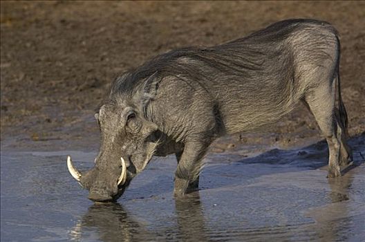 疣猪,喝,水坑,非洲