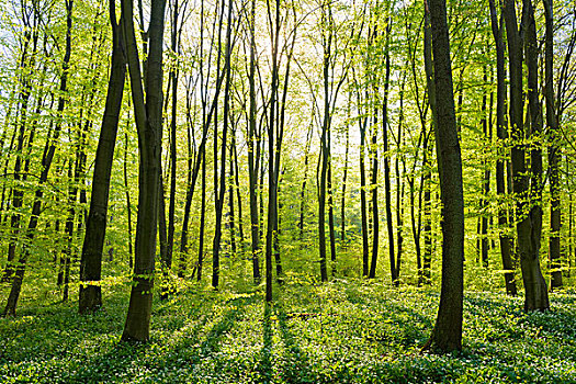 山毛榉树,树林,春天,黑森州,德国