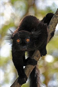 黑狐猴,成年,雄性,诺西空巴,马达加斯加,非洲