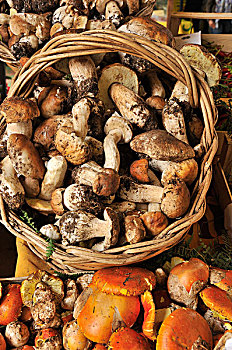 蘑菇,真菌类,食品市场,罗马,意大利