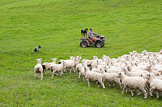 新西兰,北岛,靠近,惠灵顿,牧羊犬,牧群,绵羊,毛织品,脱落