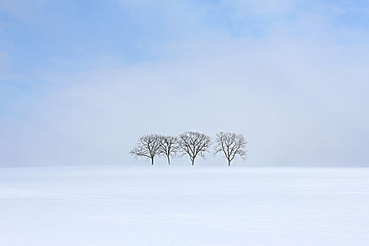 吹,雪,四个,树