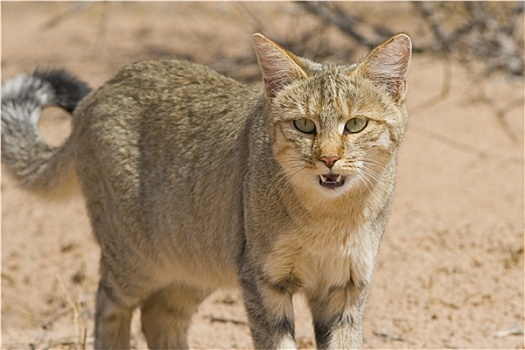 野猫科动物