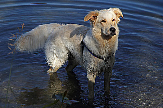 杂交狗,复得,柯利犬,混合,14个月,站在水中,巴登符腾堡,德国,欧洲
