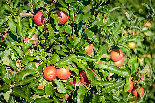 红苹果,悬挂,苹果树,苹果,种植园,特兰迪诺,南蒂罗尔,意大利,欧洲
