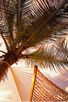 特写,吊床,棕榈树