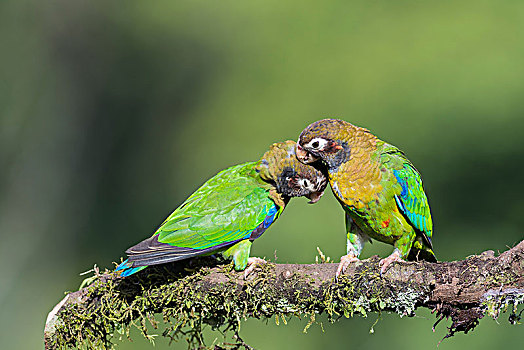 鹦鹉,坐在树上,羽毛,省,阿拉胡埃拉,哥斯达黎加,中美洲