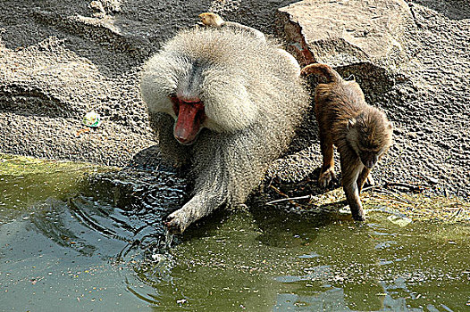 狒狒,饮用水,幼兽,一个