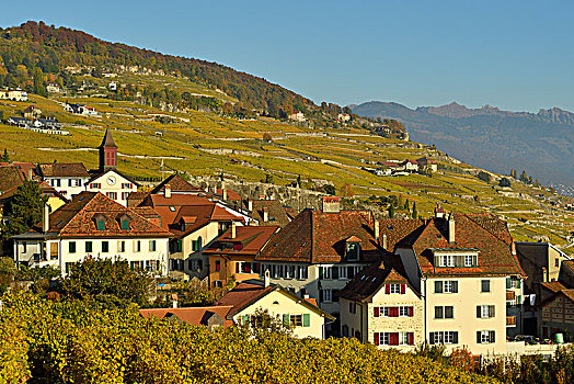 葡萄园,秋天,葡萄酒,乡村,拉沃,沃州,瑞士,欧洲