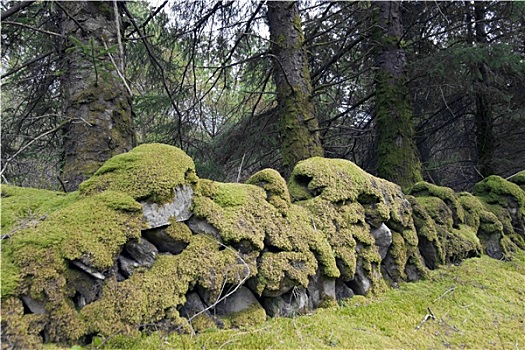 老,石墙,遮盖,绿色,苔藓