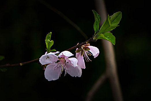 桃花,桃花盛开