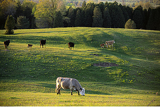 母牛,放牧,地点,靠近,安大略省,加拿大