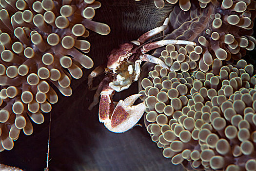 瓷器,海葵,螃蟹,斑点,巴厘岛,印度尼西亚,亚洲