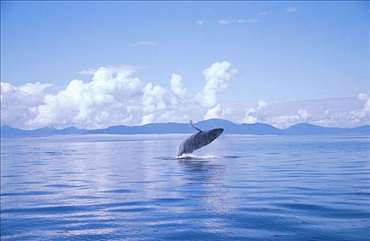 驼背鲸,鲸跃,夏天,海岸,弗雷德里克湾