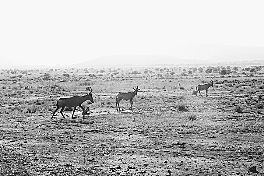 羚羊,尘土,非洲,平原