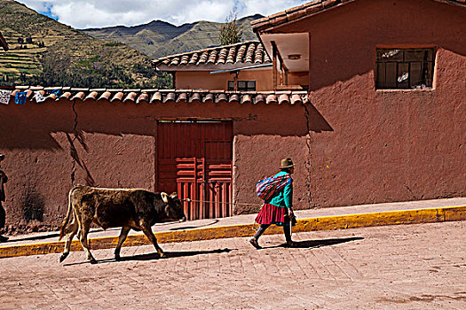 女人,秘鲁人,衣服,母牛,绳索,乡村,街道,秘鲁