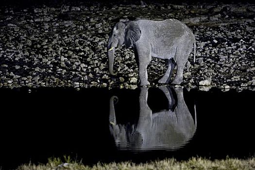 大象,象科,喝,水坑,夜晚,反射,斑马,马,埃托沙国家公园,纳米比亚,非洲