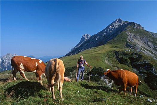 母牛,放牧,高山牧场,提洛尔,奥地利,欧洲