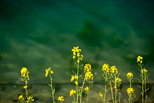 河塘边的油菜花