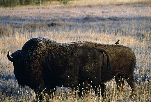美洲野牛,野牛,放牧,地点,黄石国家公园,怀俄明,美国