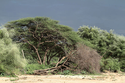 热带草原,树林,奥莫山谷,埃塞俄比亚