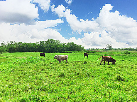蓝天白云下草地上的牛
